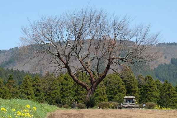 前原の一本桜 阿蘇小国町 桜の名所 Asobiing