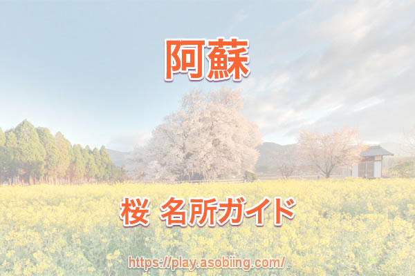 前原の一本桜 阿蘇小国町 桜の名所 Asobiing